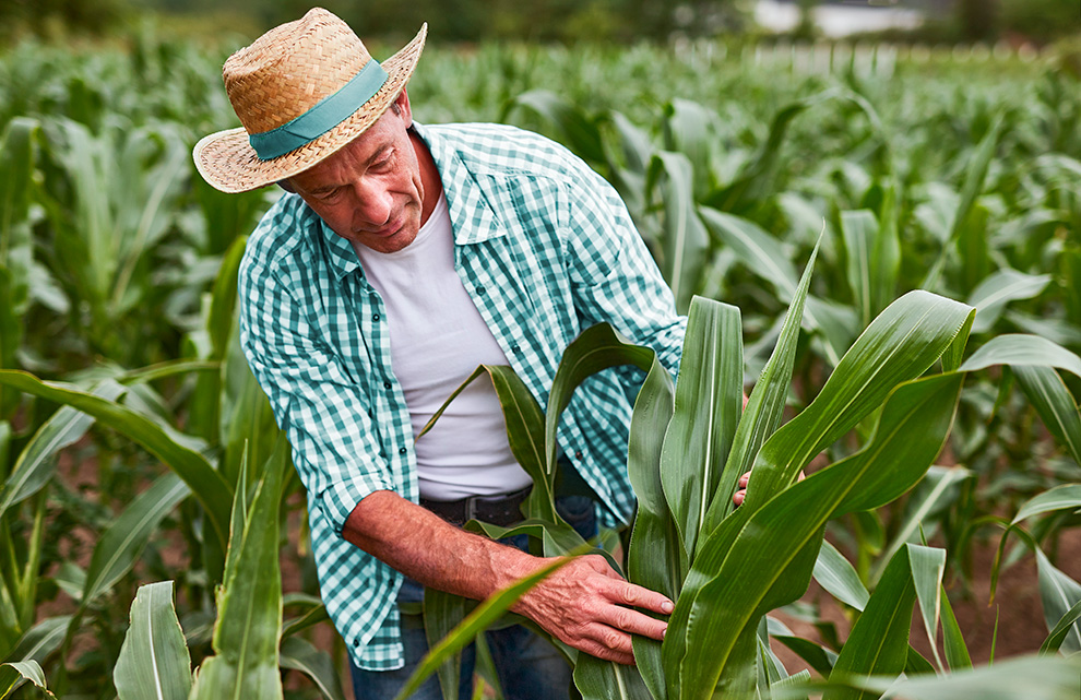 Imagem - Seguro Rural - agricultor no campo