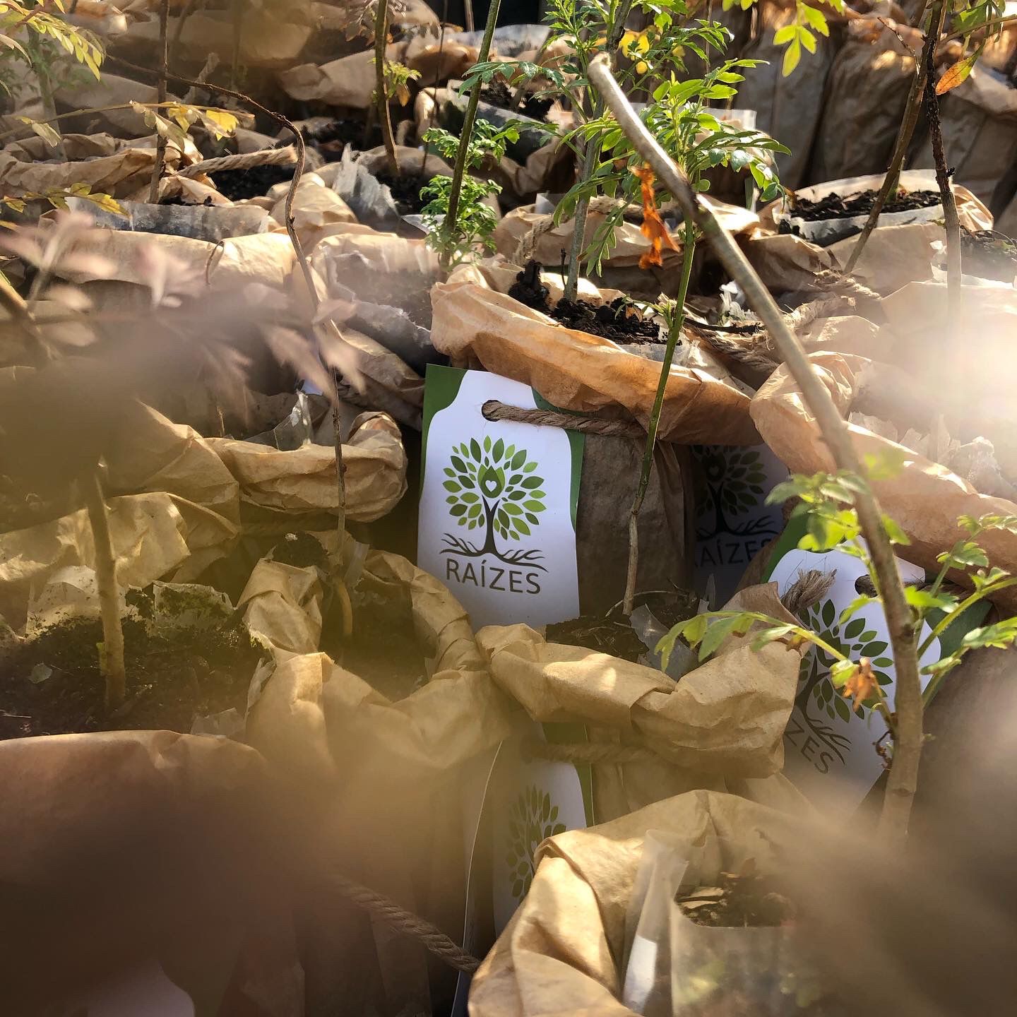 Sicoob Credisulca realiza 4° edição do Projeto Raízes