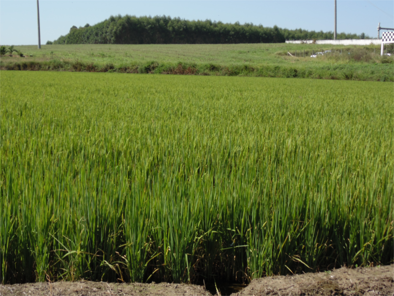 Seguro Granizo do Sicoob Credisulca garante proteção a safra