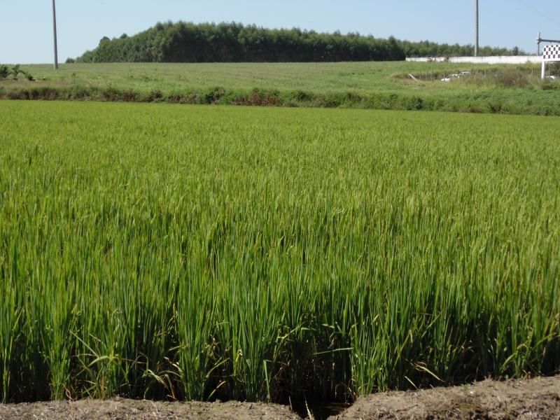 Credisulca apoiando o agricultor