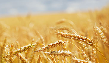 Seguro Custeio Agrícola