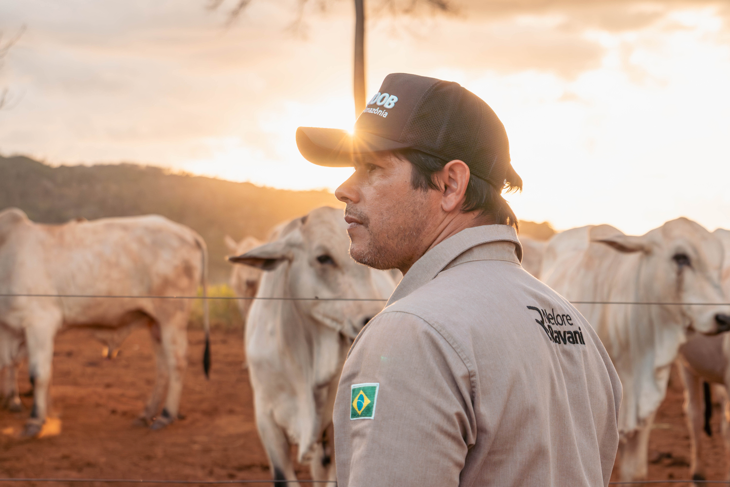 Sicoob Amazônia e Nelore Ravani mostram que cooperativismo é força transformadora para o agronegócio da Região Norte